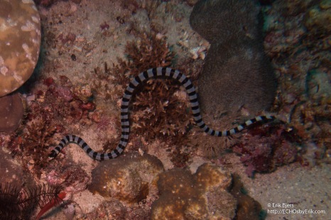 banded sea krait (Laticauda colubrina)