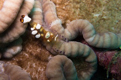 white spotted anemone shrimp